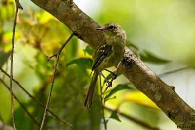 MARIA DA RESTINGA (Phylloscartes kronei)